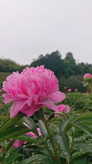 DSC_0814.JPG